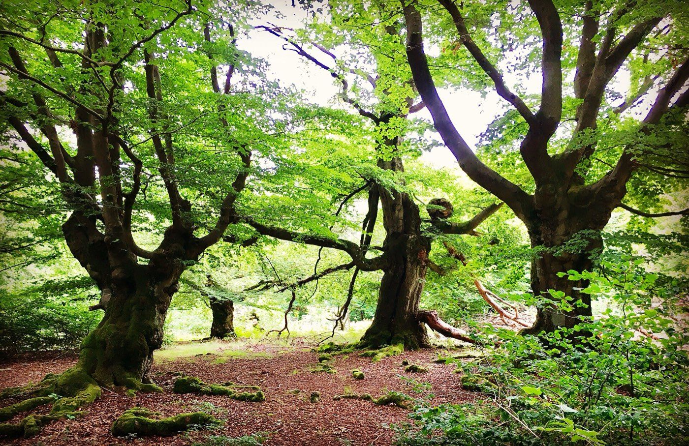 Alte Buchen im Kellerwald