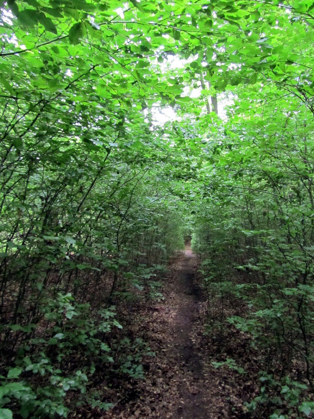 Grüner Laubtunnel auf dem Urwaldsteig